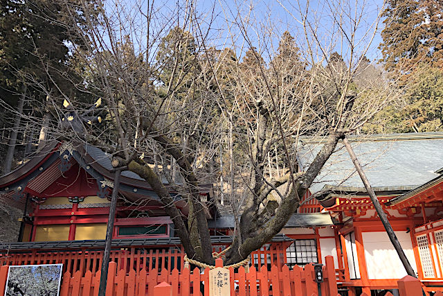 金櫻神社の御神木・金櫻