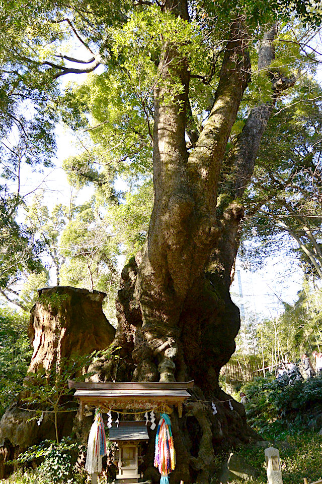 來宮神社の大楠