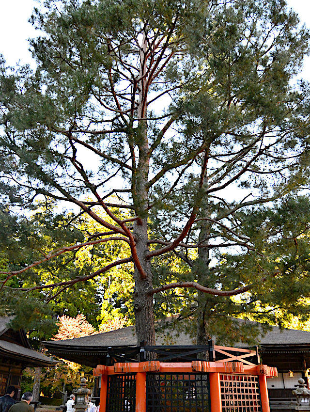 壇上伽藍 三鈷の松