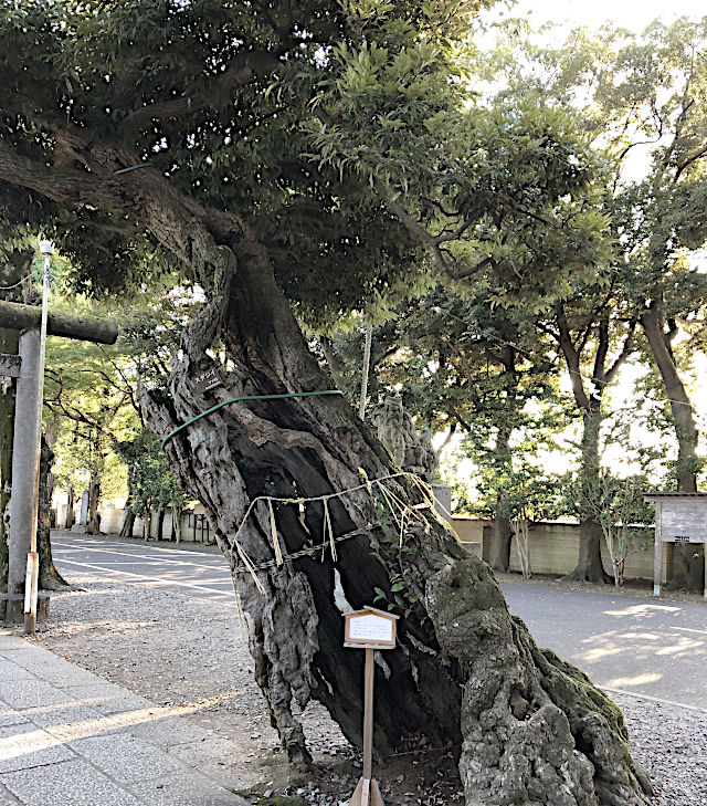 スタジイの木（ドングリの一種）