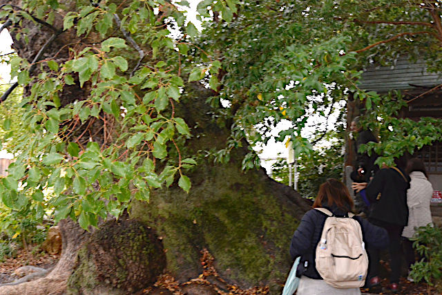 時宗 東福山 西光寺のご神木（楠）