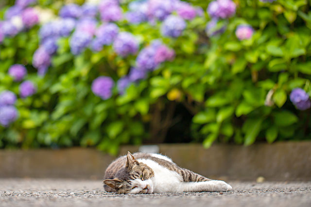 白山神社のネコちゃん
