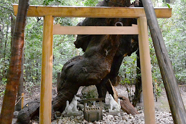 ⽉夜⾒宮のご神木