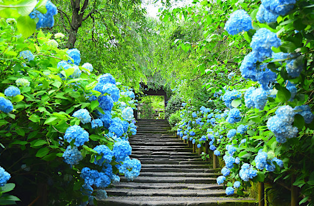 あじさい寺 明月院