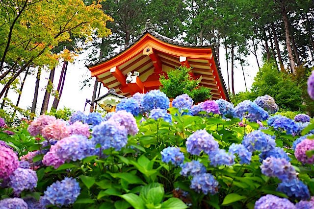 ［京都］三室戸寺
