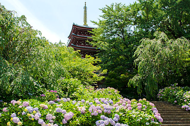 ［千葉］あじさい寺 本土寺