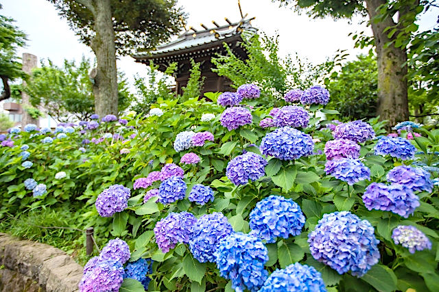 ［東京］白山神社