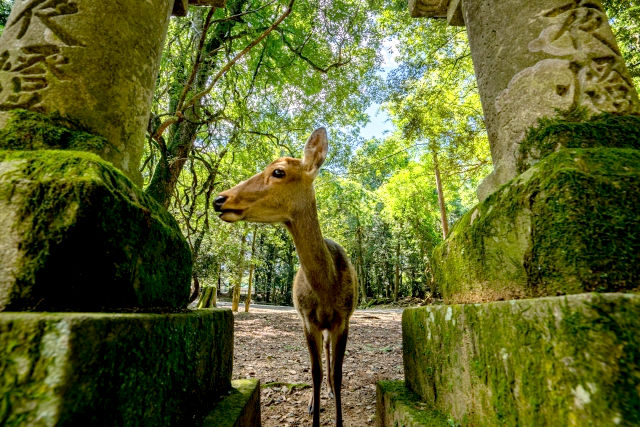 春日大社の鹿