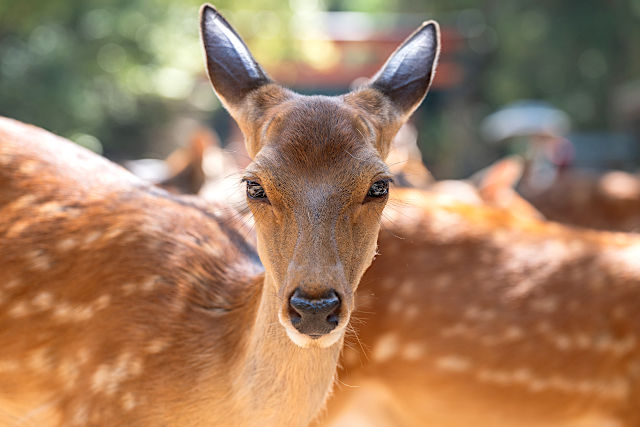 春日大社の鹿