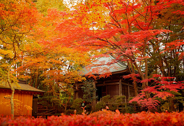 中尊寺の紅葉