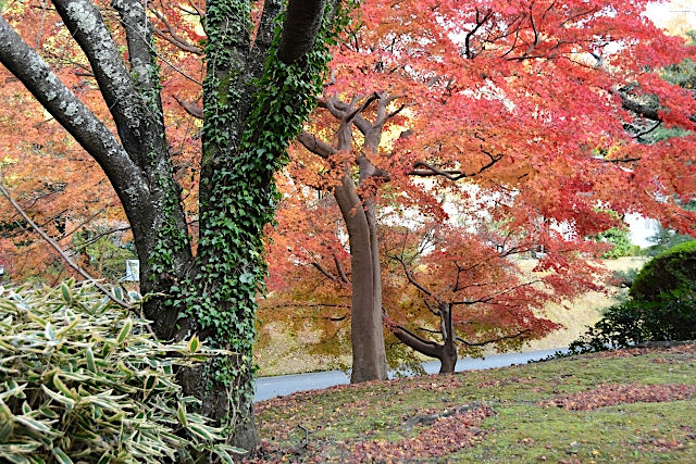 伊勢神宮の紅葉