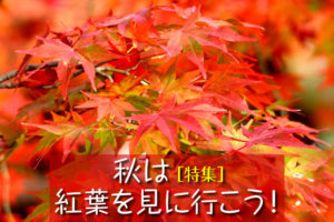 一度は行きたい！日本全国の紅葉名所10選｜京都・奈良・日光の神社仏閣と絶景