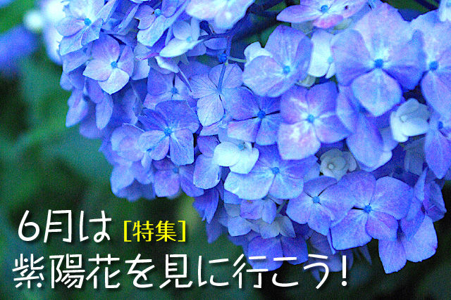 6月は、紫陽花を見に行こう。