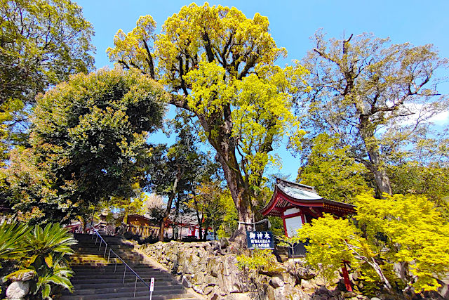 鹿児島神宮