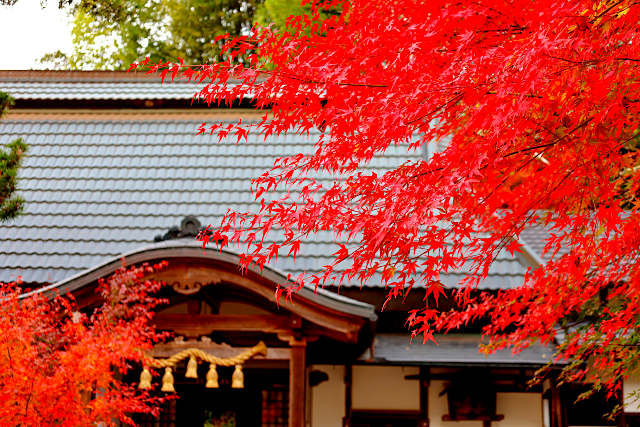 正寿院(風鈴寺)