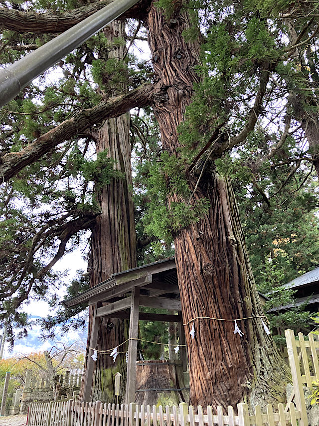 仁科神明宮のご神木